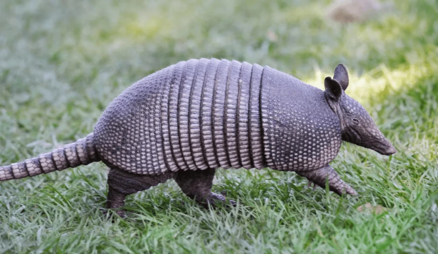 Armadillo control and removal services