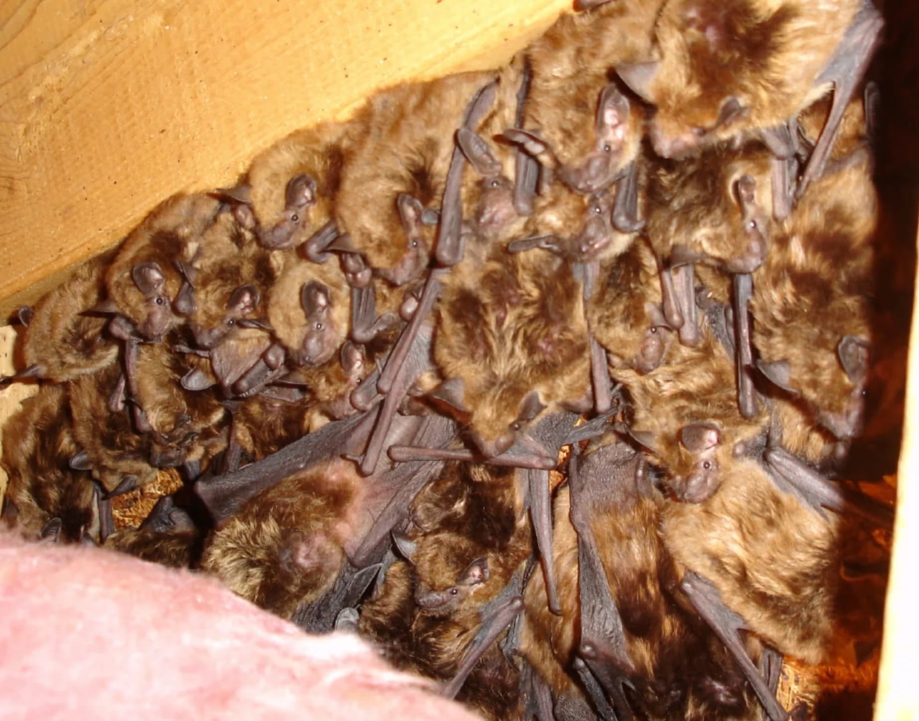 24/7 bat removal and exclusion services