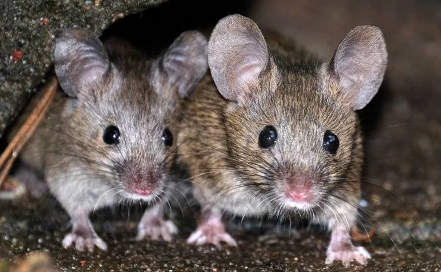 Emergency mice extermination Orlando
