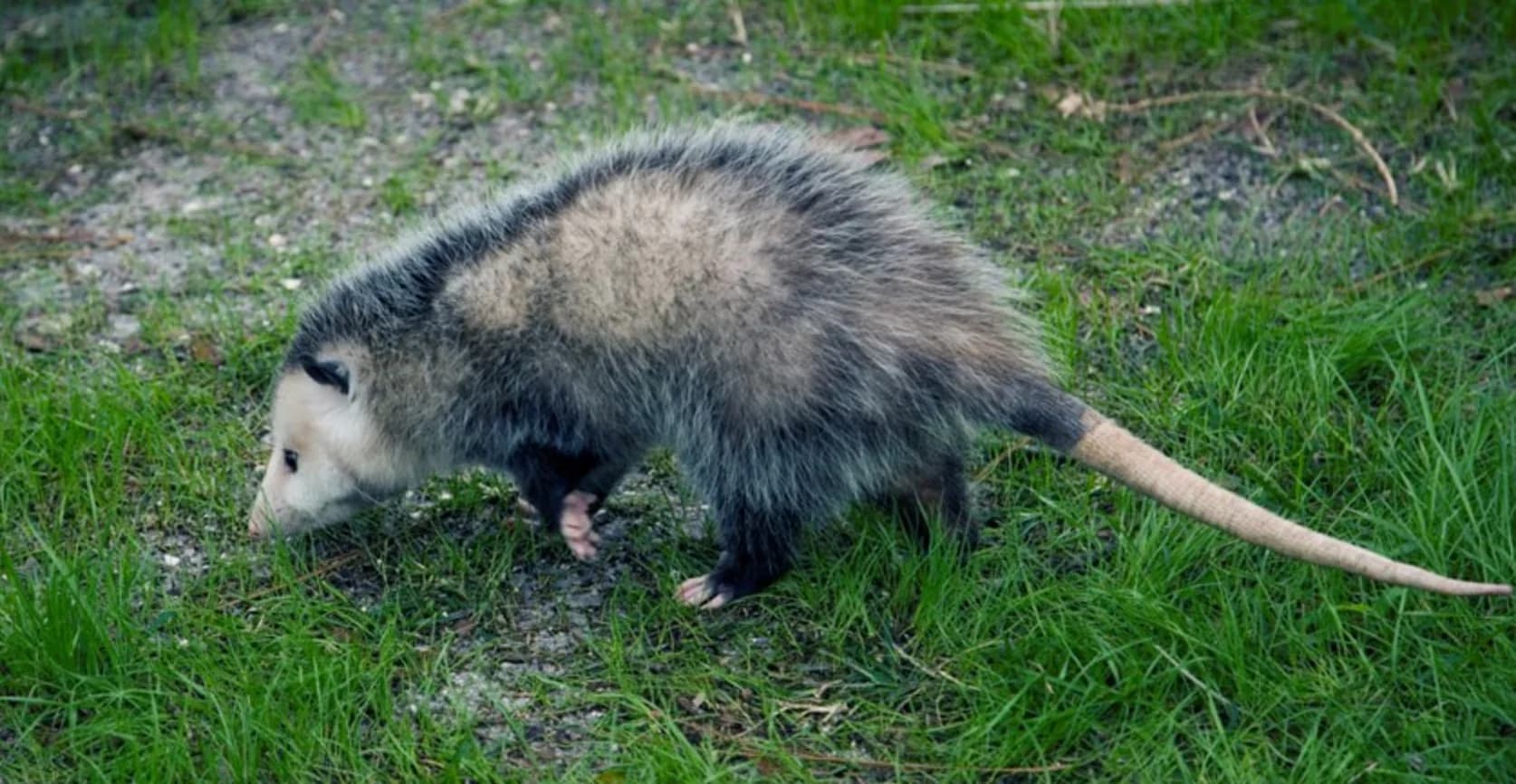 Humane opossum removal Lake Mary