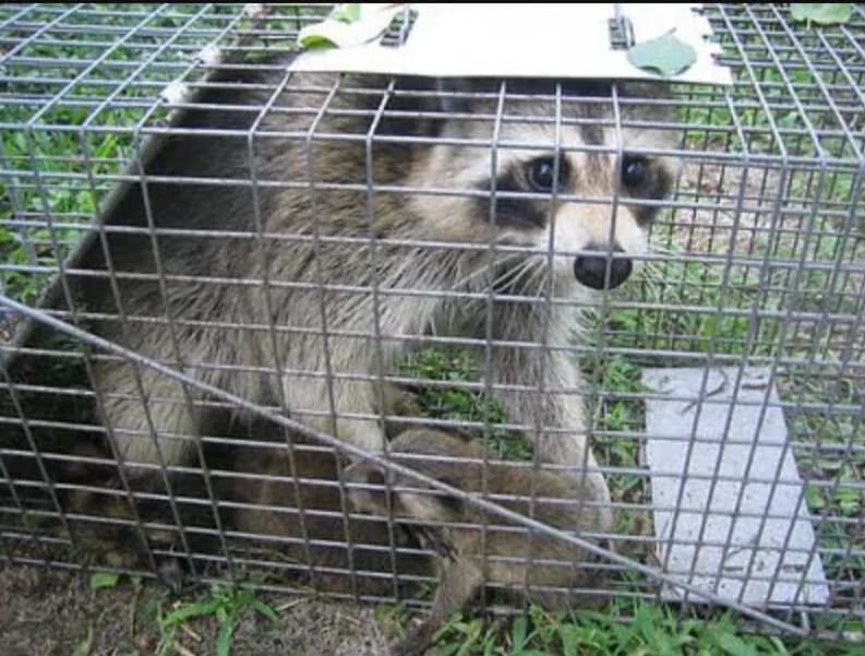 Emergency raccoon removal services for Central Florida homes and attics