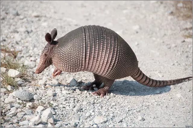 Armadillo in yard