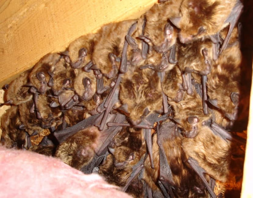 Bat in attic