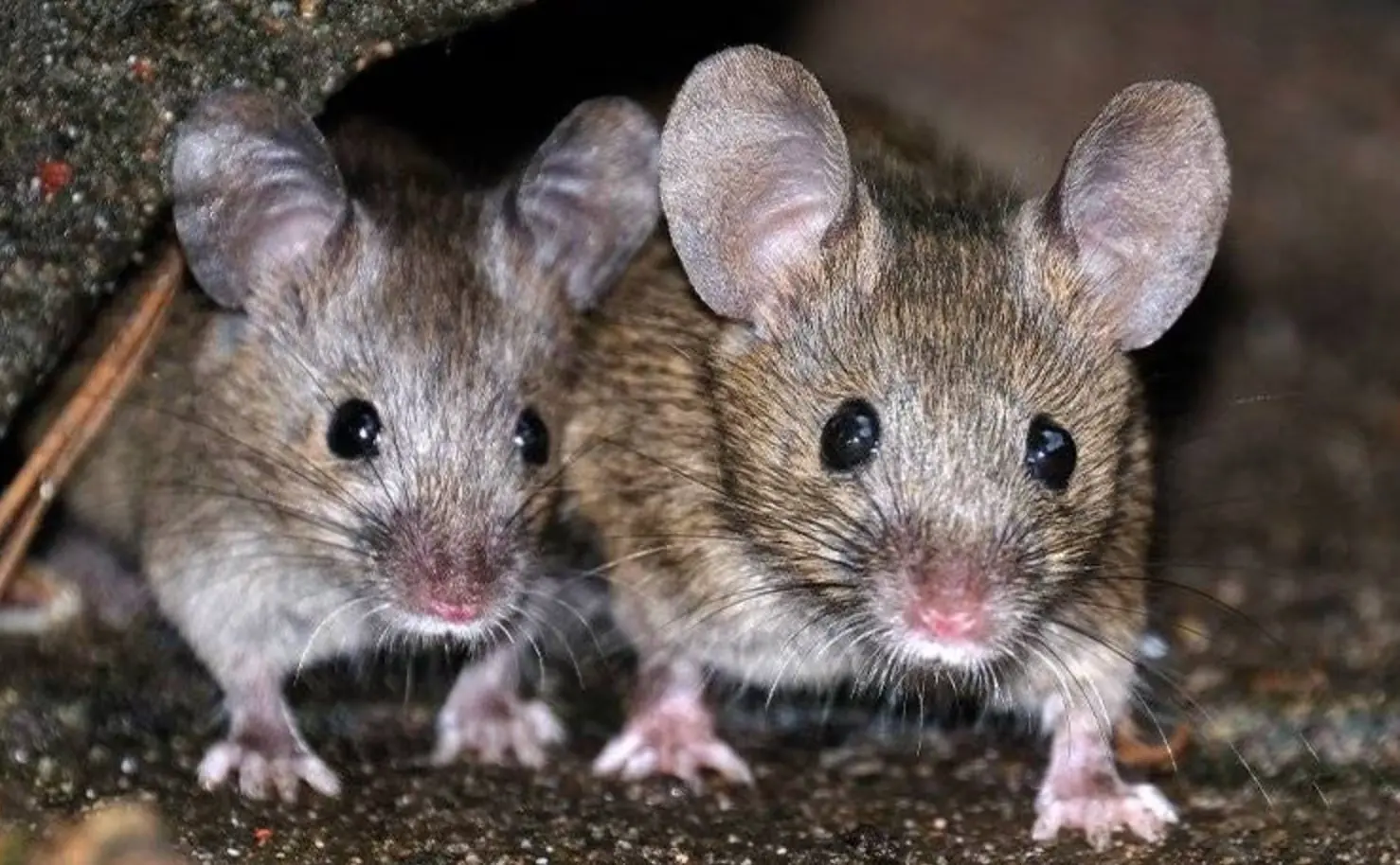 Mice