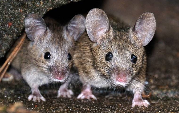 Mouse removal services