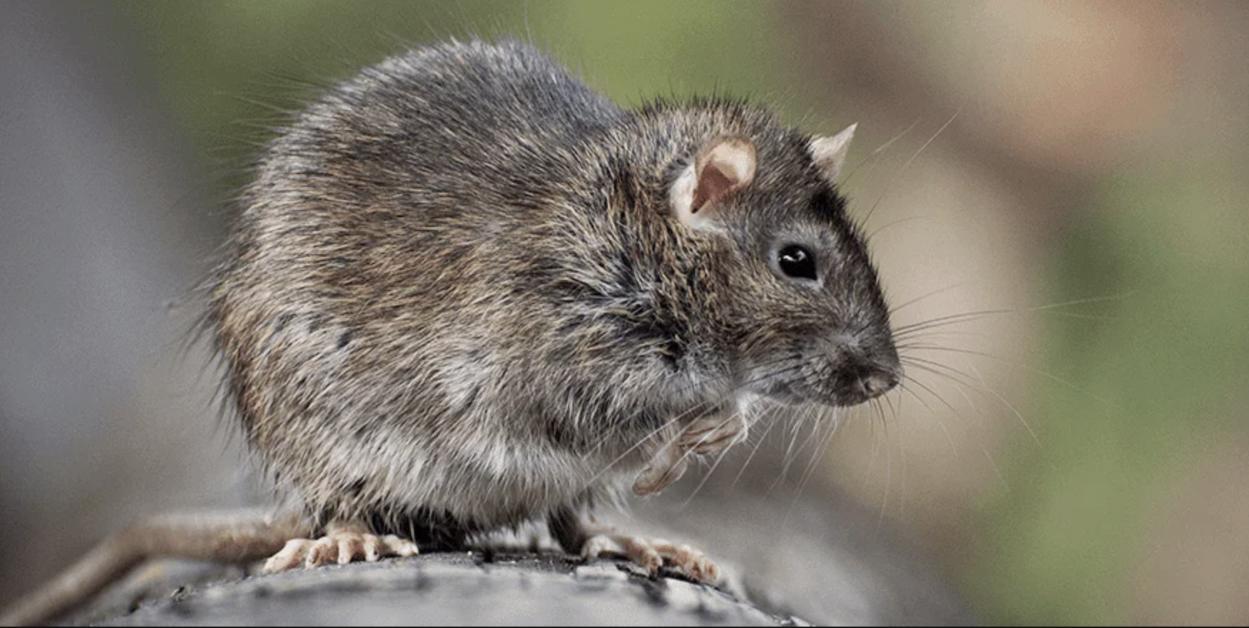 Rat removal services
