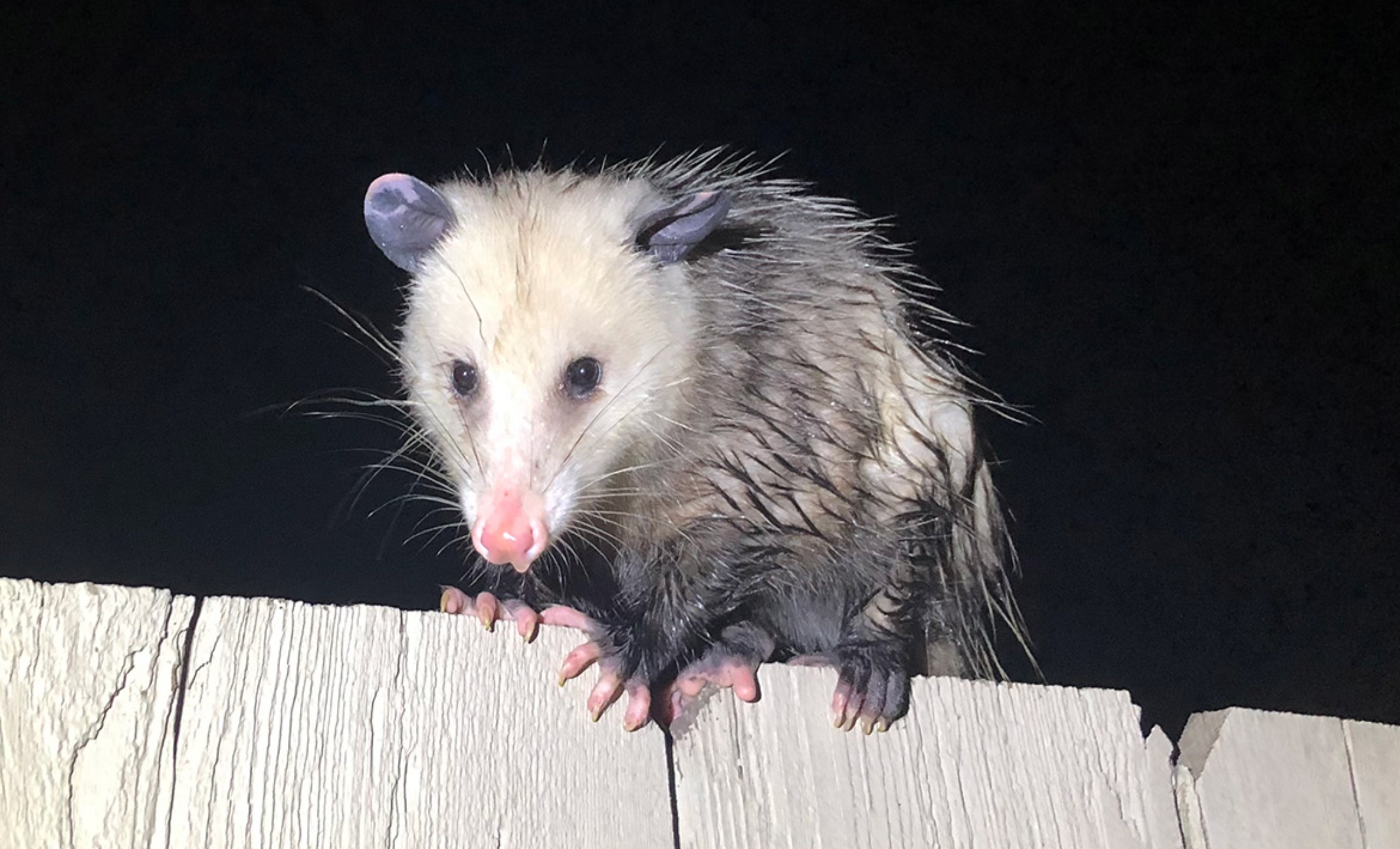 Opossum Removal Services in Central Florida