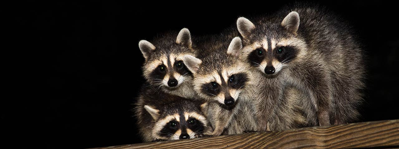 Raccoon removal services